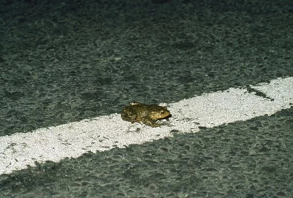Common Toad - crossing road. UK