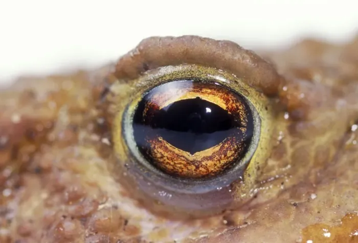 Framed Print : Common Toad Eye Framed Print : Common Toad Eye