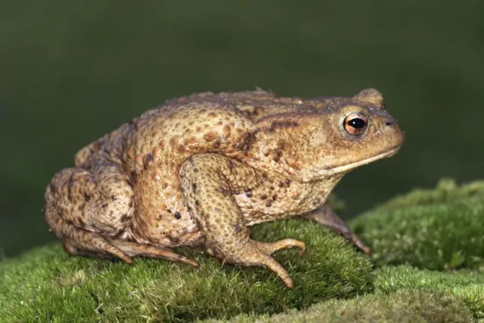 Framed Print : Common Toad France Framed Print : Common Toad France