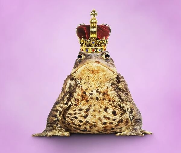 Common Toad - Frog Prince wearing crown