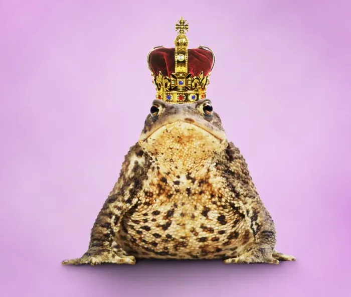 Framed Print : Common Toad - Frog Prince wearing crown Framed Print : Common Toad - Frog Prince wearing crown