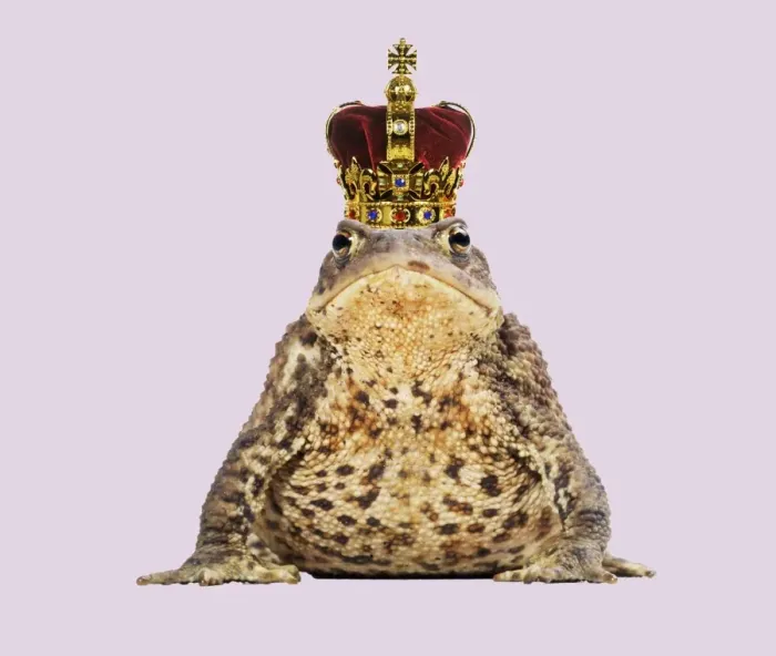 Framed Print : Common Toad - Frog Prince wearing crown Digital Manpulation: Crown JD. Background colour Framed Print : Common Toad - Frog Prince wearing crown Digital Manpulation: Crown JD. Background colour