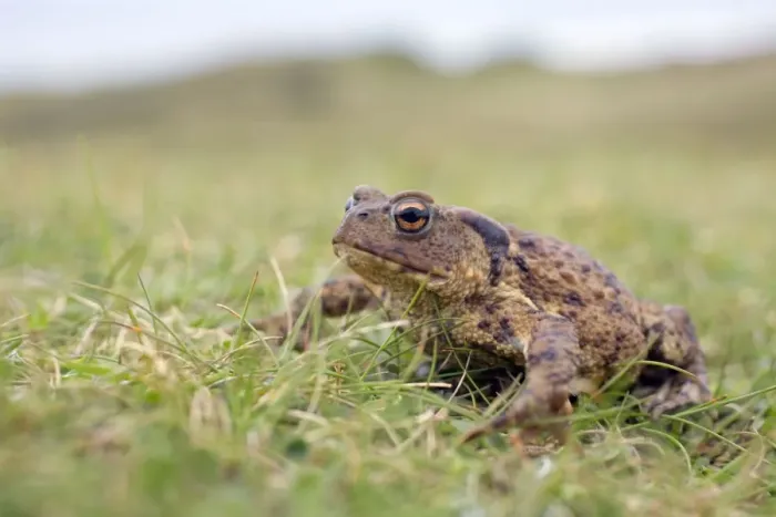 Framed Print : Common Toad - Gwithian Towans - Cornwall, UK Framed Print : Common Toad - Gwithian Towans - Cornwall, UK