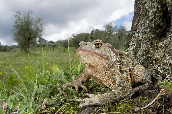 Common Toad - in habitat - Italy