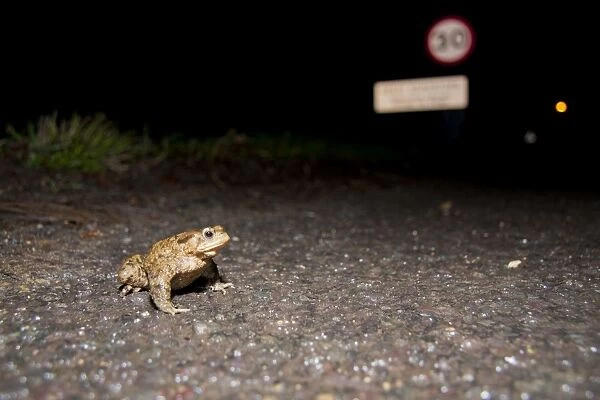 Common Toad - male crossing a road at migration time - Wiltshire - England - UK