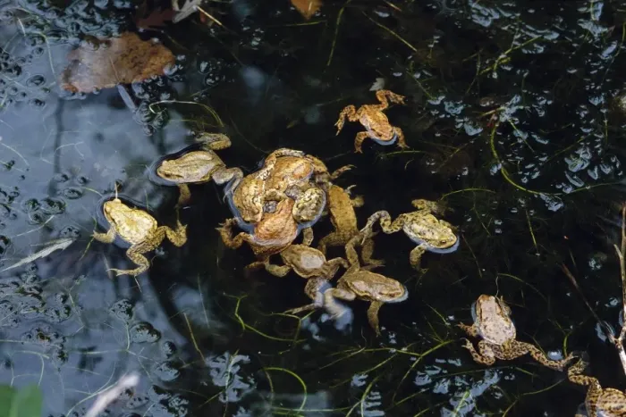 Framed Print : Common Toad - mating Europe