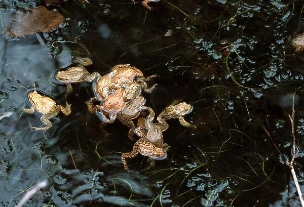 Common Toad - mating Europe