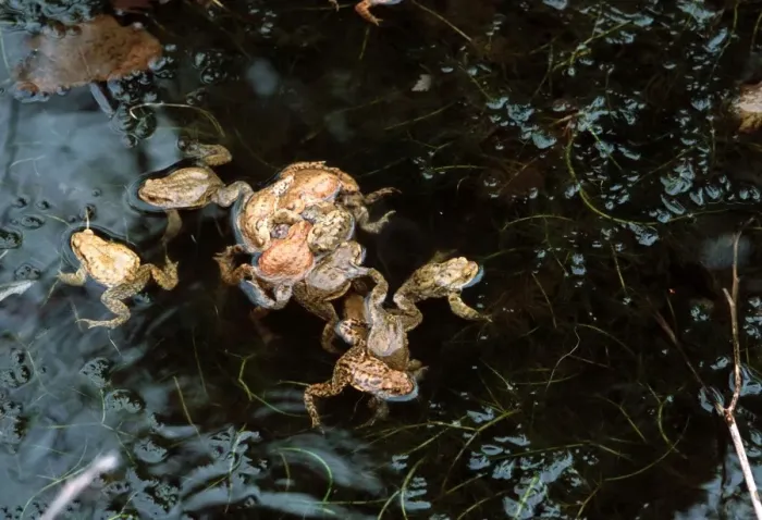 Framed Print : Common Toad - mating Europe Framed Print : Common Toad - mating Europe