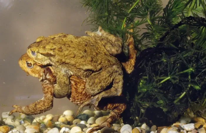 Framed Print : Common Toad - mating. Spawning Framed Print : Common Toad - mating. Spawning