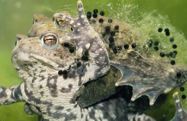 Common Toad - mating. Spawning
