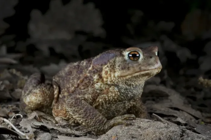 Framed Print : Common Toad - at night Framed Print : Common Toad - at night