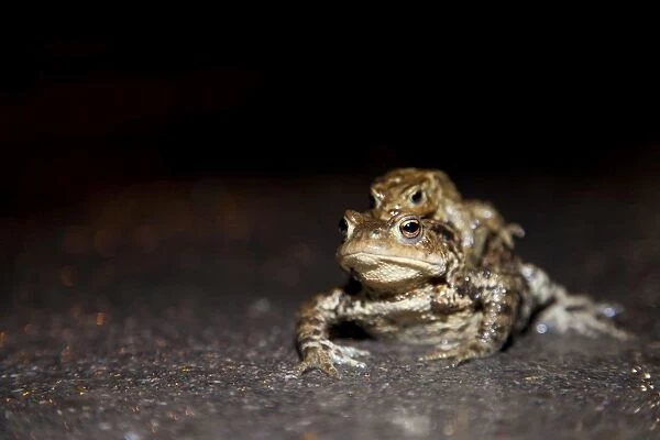 Common Toad - Pair in amplexus crossing a road during migration period - Wiltshire - England - UK