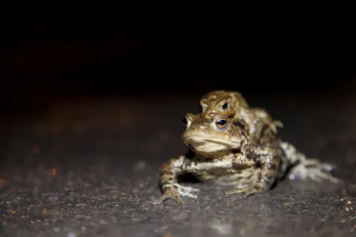 Framed Print : Common Toad - Pair in amplexus crossing a road during migration period - Wiltshire - England - UK Framed Print : Common Toad - Pair in amplexus crossing a road during migration period - Wiltshire - England - UK