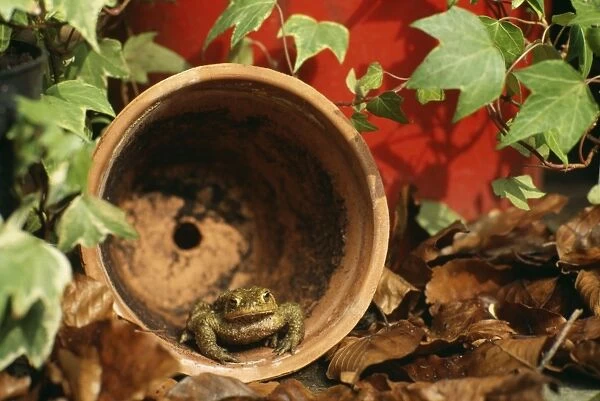 Common Toad SPH 1657 Adult in flowerpot UK. Bufo bufo © Steve Hopkin  /  ARDEA LONDON