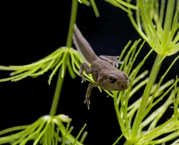 Framed Print : Common toad – tadpole with 4 legs Bedfordshire UK 004890 Framed Print : Common toad – tadpole with 4 legs Bedfordshire UK 004890