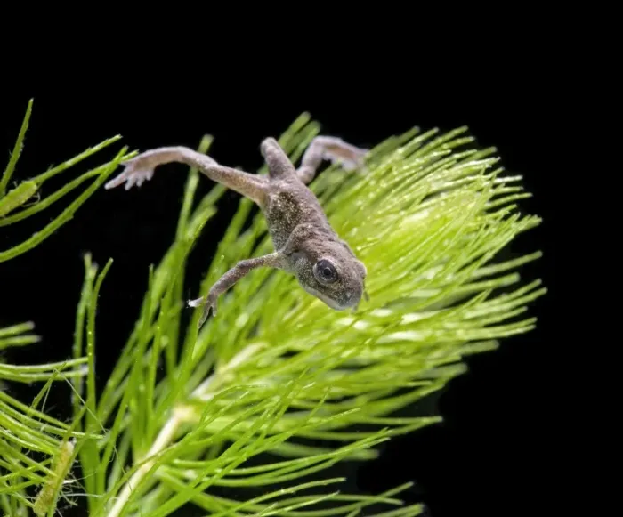 Framed Print : Common toad tadpole with 4 legs no tail Bedfordshire UK 004990 Framed Print : Common toad tadpole with 4 legs no tail Bedfordshire UK 004990