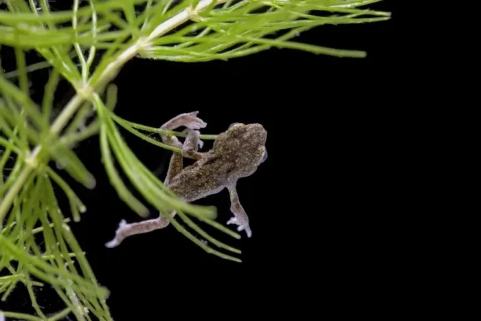 Framed Print : Common toad – tadpole with 4 legs but no tail UK 004985 Framed Print : Common toad – tadpole with 4 legs but no tail UK 004985