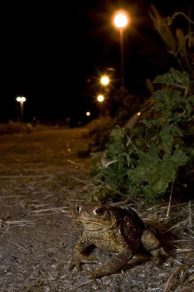 Common Toad - in urban environment at night