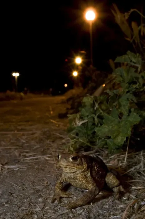 Framed Print : Common Toad - in urban environment at night