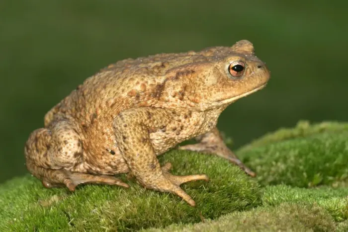 Framed Print : Common Toad - side view. Alsace. France Framed Print : Common Toad - side view. Alsace. France