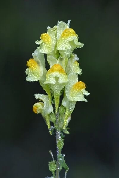 Common Toadflax - flowers covered with morning dew, autumn, Lower Saxony, Germany