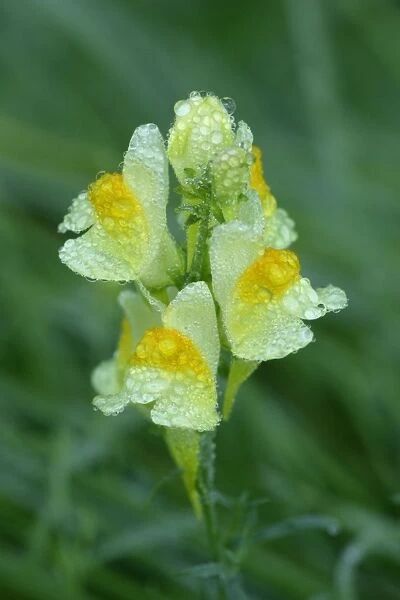 Common Toadflax - flowers covered with morning dew, autumn, Lower Saxony, Germany