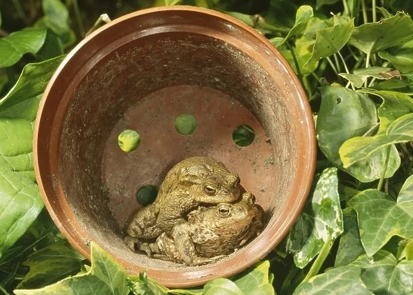Common Toads - Mating pair in flower pot, UK