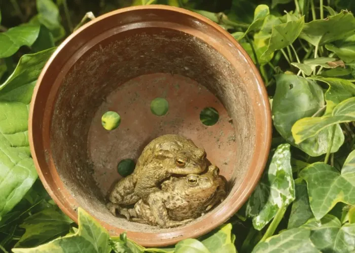 Framed Print : Common Toads - Mating pair in flower pot, UK
