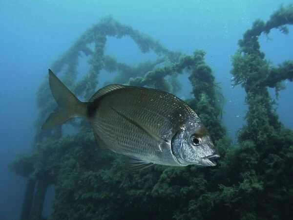 Common Two-banded Seabream by wreck (composite image)