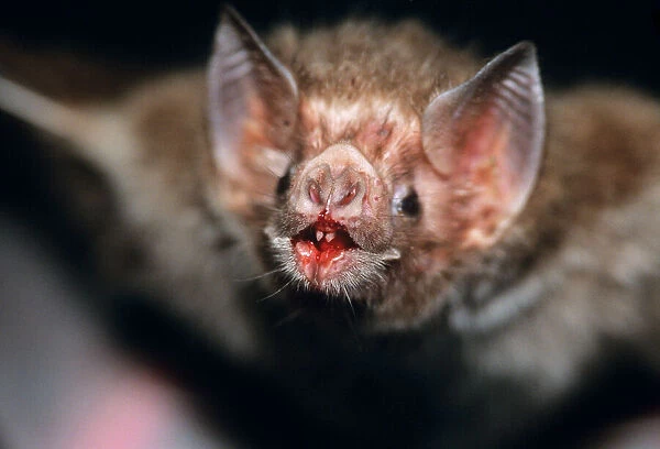 Common Vampire Bat - close-up face after feeding Sao Paulo, Brazil