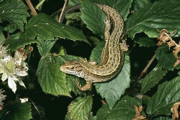 Common  /  Viviparous Lizard