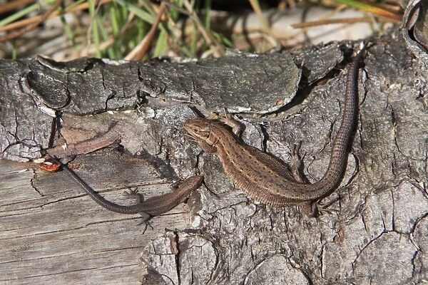 Common or Viviparous Lizard - adult and young reptile, basking in the sun on a log, Lower Saxony Germany
