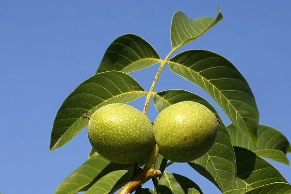Common walnut  /  English walnut