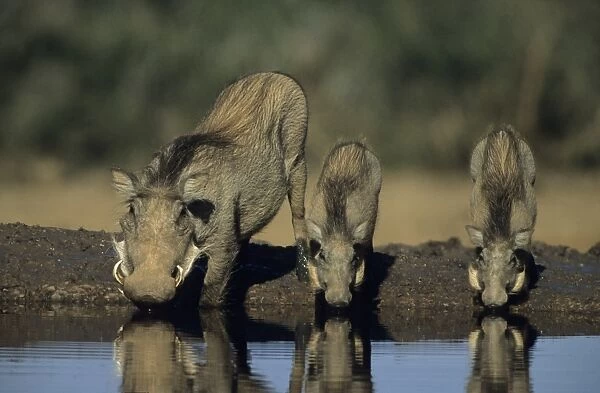 Common Warthog - Adult with young drinking from pool. Lives in open and arid areas in central and southern Africa - In spite of great tolerance of heat and drought they depend upon natural and self-dug shelters to escape extremes of heat