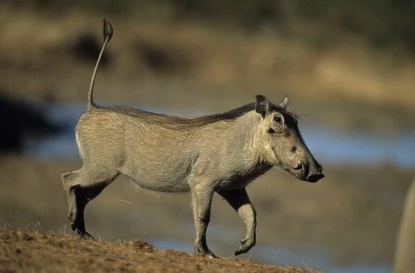 Common Warthog - Lives in open and arid areas in central and southern Africa - In spite of great tolerance of heat and drought they depend upon natural and self-dug shelters to escape extremes of heat and cold