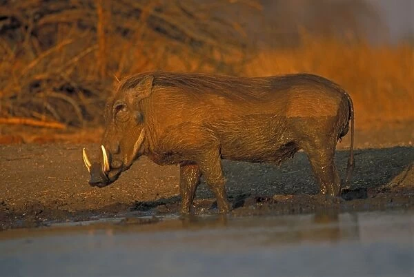 Common Warthog - By water pool - Lives in open and arid areas in central and southern Africa - In spite of great tolerance of heat and drought they depend upon natural and self-dug shelters to escape extremes of heat and cold