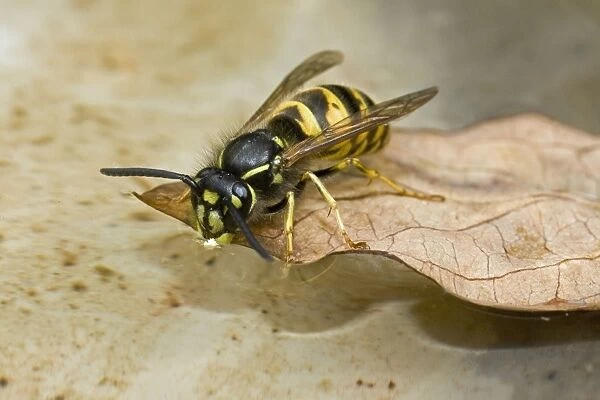 Common Wasp - drinking at bird bath - UK