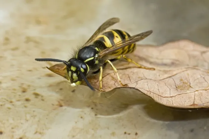 Framed Print : Common Wasp - drinking at bird bath - UK Framed Print : Common Wasp - drinking at bird bath - UK