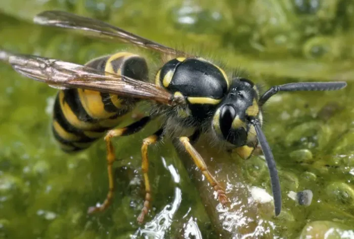 Framed Print : Common Wasp - drinking water - UK Framed Print : Common Wasp - drinking water - UK