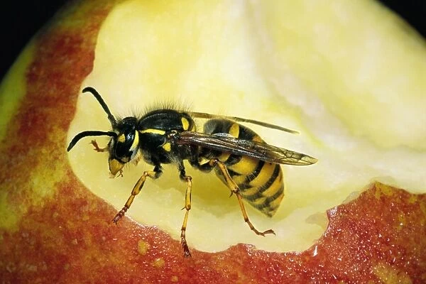 Common Wasp Feeding on Apple core, UK