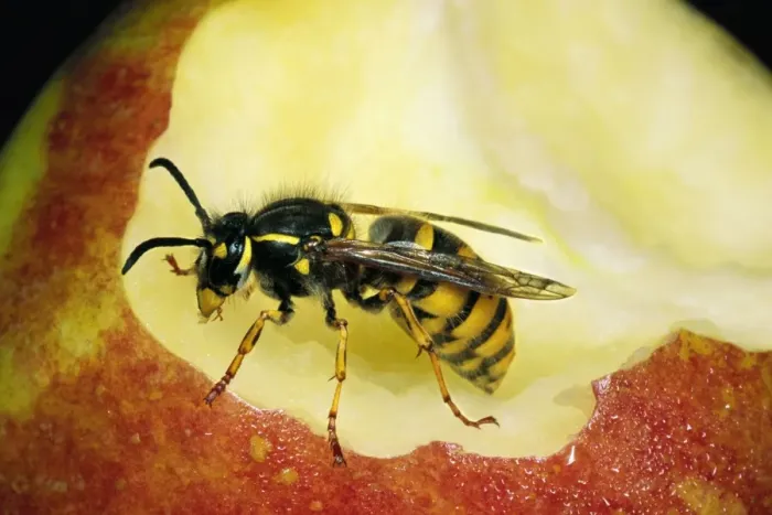 Framed Print : Common Wasp Feeding on Apple core, UK Framed Print : Common Wasp Feeding on Apple core, UK