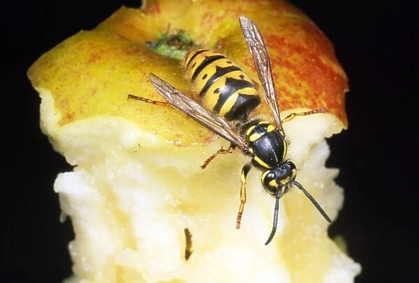 Common Wasp - feeding on apple core - UK