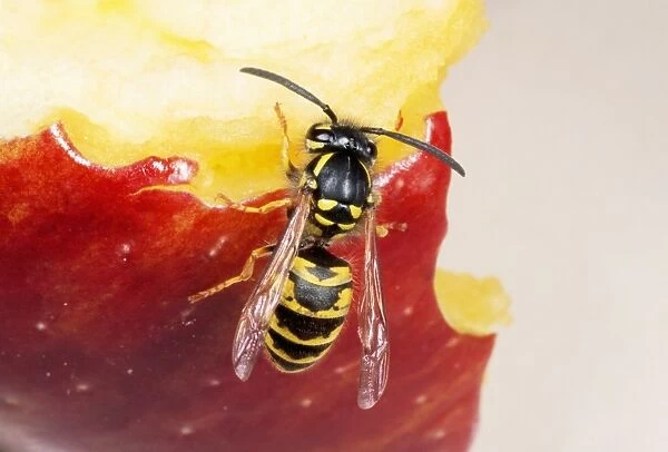 Common Wasp - feeding on apple UK