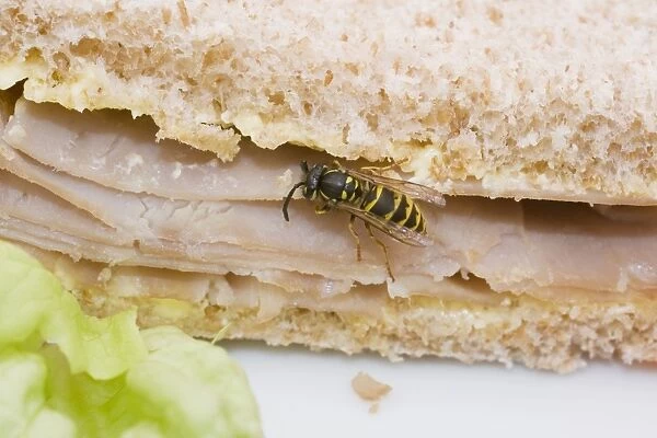 Common Wasp feeding on ham sandwich. UK