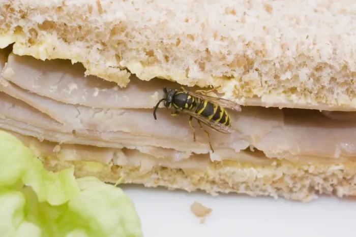 Framed Print : Common Wasp feeding on ham sandwich. UK Framed Print : Common Wasp feeding on ham sandwich. UK