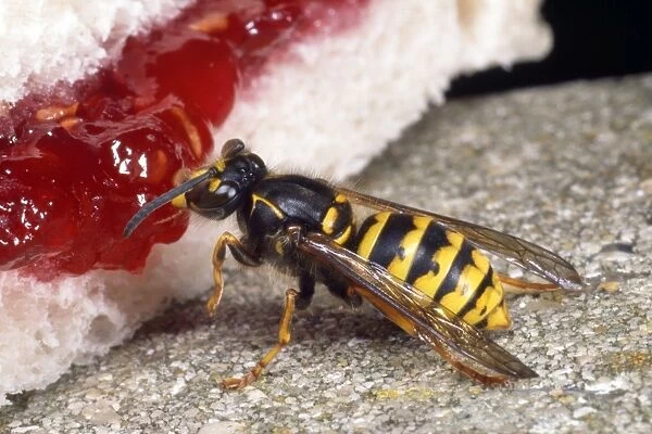 Common Wasp - feeding on jam - UK