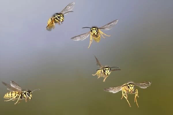 Common Wasp - group in flight - Bedfordshire UK 007776