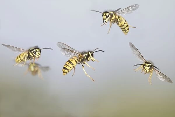 Common Wasp - group in flight - Bedfordshire UK 007750