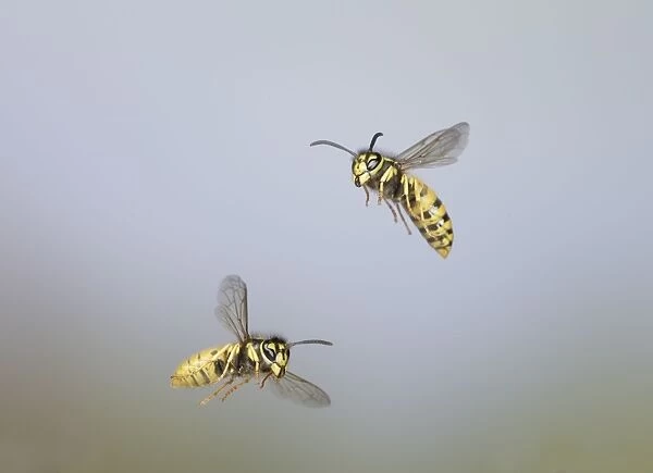 Common Wasp - group in flight - Bedfordshire UK 007765