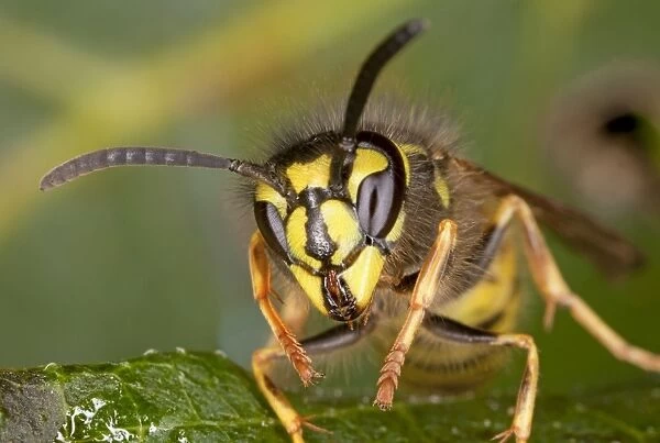 Common Wasp - head-on close-up, early autumn. Dorset